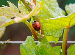 Culture de la vigne