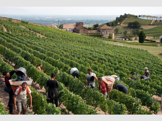 Vendanges 2019