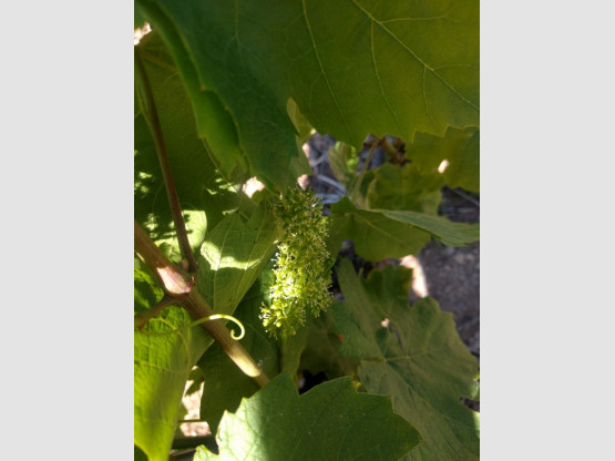 Fleur de vigne
