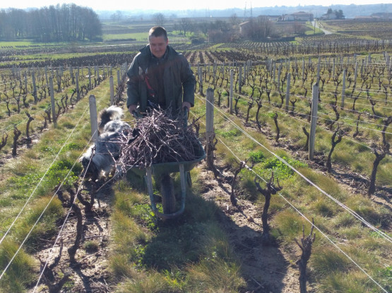 Taille de la vigne
