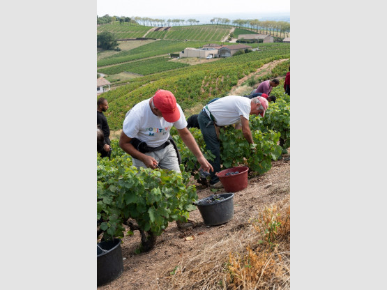 Vendanges 2019