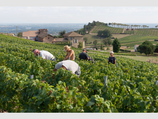 Vendanges 2019