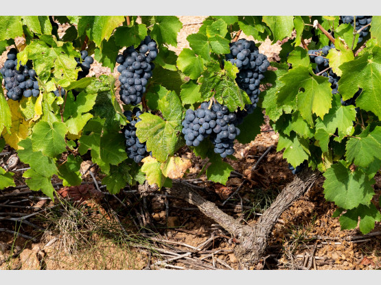Vendanges 2019