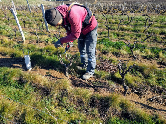 Taille de la vigne