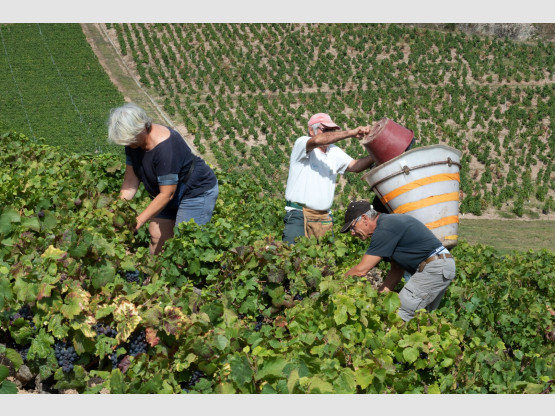 Vendanges 2019