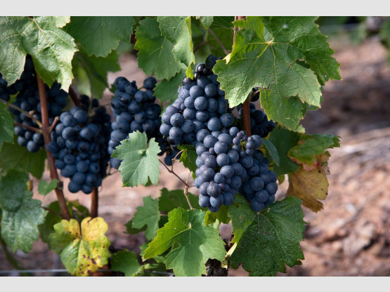 Vendanges 2019