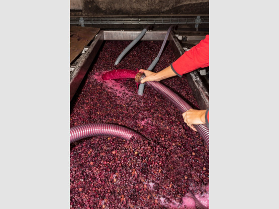 Vendanges 2019