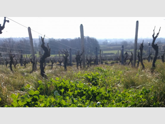 Taille de la vigne