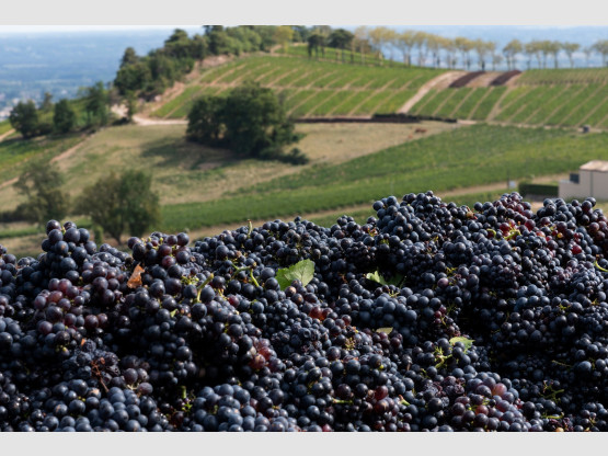 Vendanges 2019