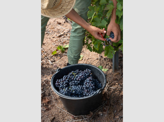 Vendanges 2019
