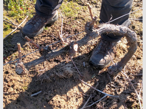 Taille de la vigne