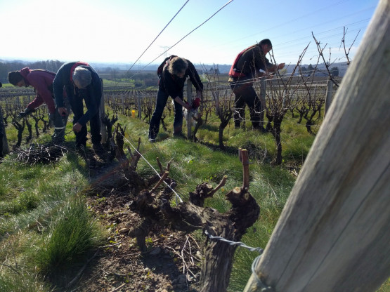 Taille de la vigne