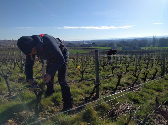 Taille de la vigne