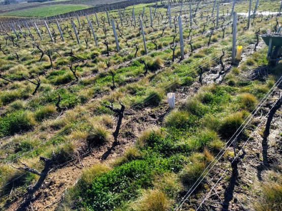 Taille de la vigne
