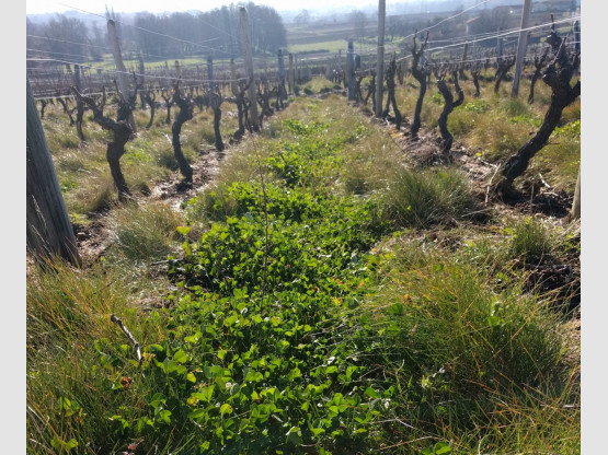 Taille de la vigne