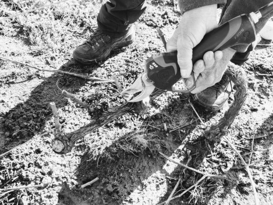 Taille de la vigne
