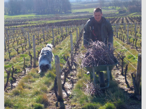 Taille de la vigne