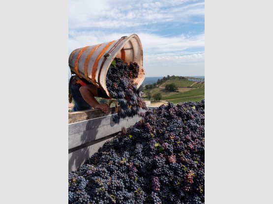 Vendanges 2019