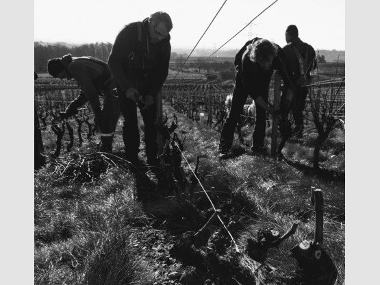 Taille de la vigne