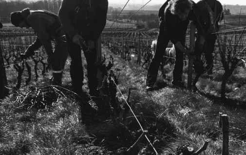 Taille de la vigne