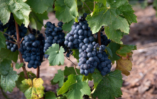 Vendanges 2019