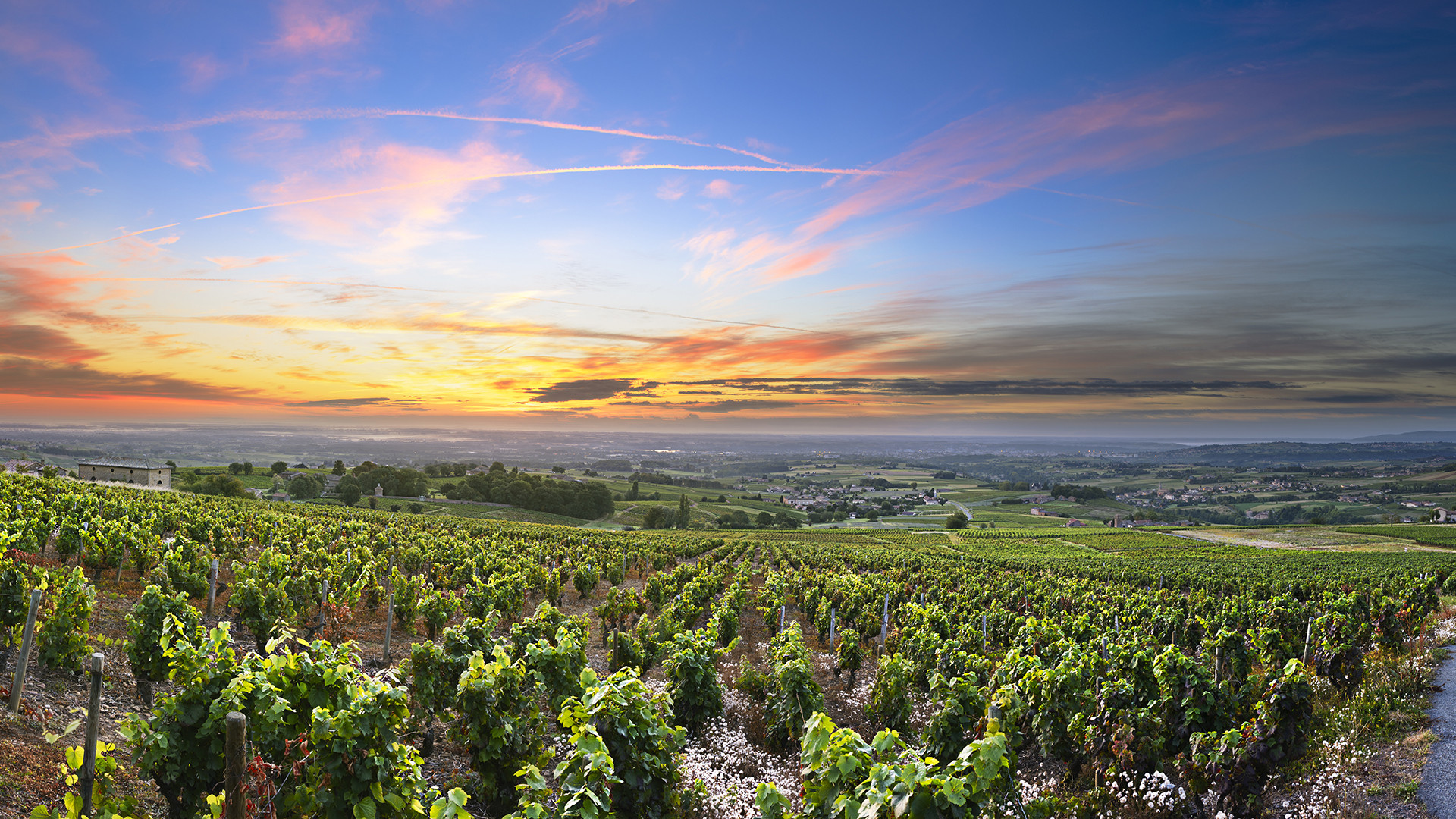 Créateur de vins authentiques